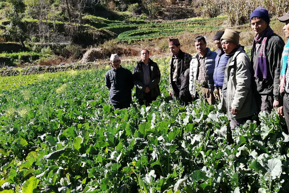 Broccoli 🥦 seed production field inspection in Doti