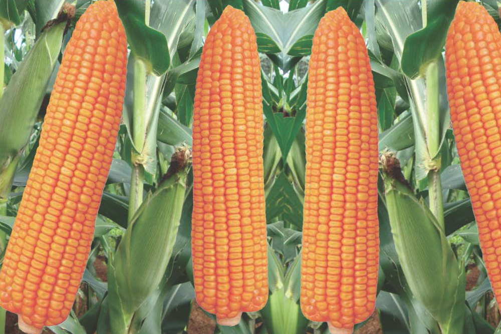 Khumal Hybrid Maize 2