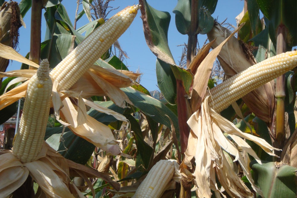 White maize 🌽 variety development
