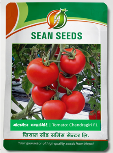 Tomato: Chandragiri F1