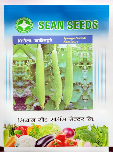 Spongegourd: Kantipure