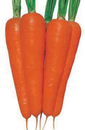Carrot: New Kuroda