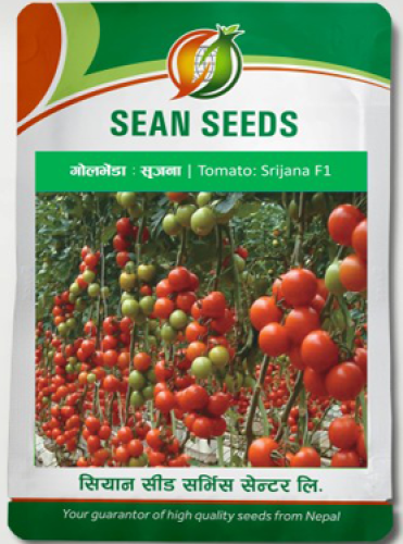 Tomato: Srijana F1